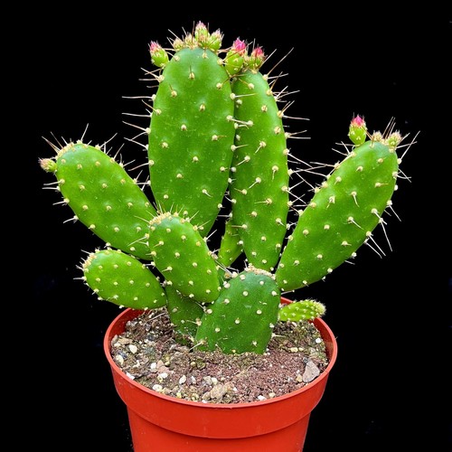 Opuntia quitensis prickly pear - prickly,