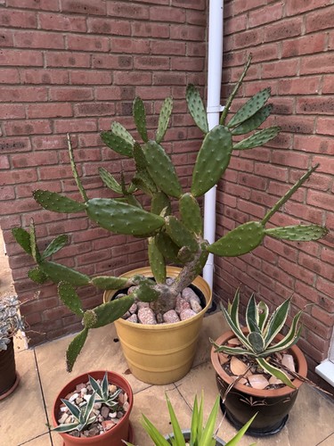 Cactus prickly pear spanish - cactus,