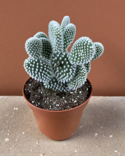 Opuntia microdasys albispina - opuntia, |