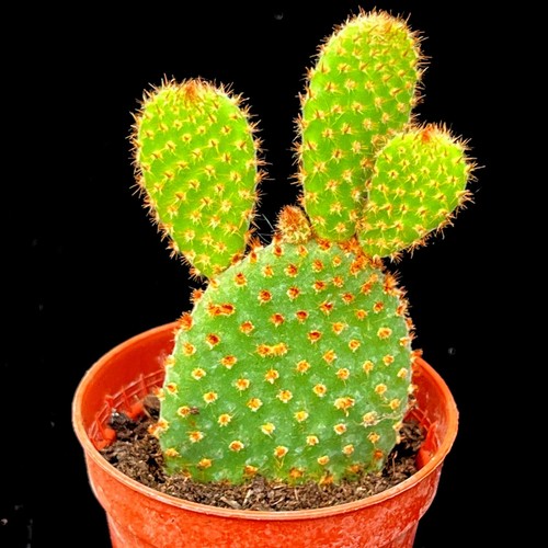 Opuntia rufida red - rufida,