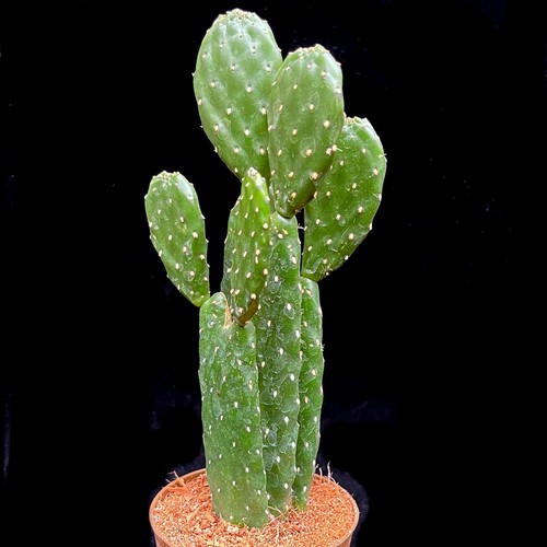 Opuntia rubescens roadkill - rubescens,