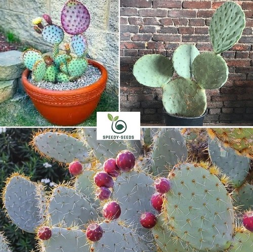 Blue wheel prickly pear - prickly, cactus