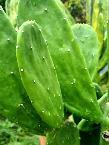 Prickly pear spineless opuntia - prickly,