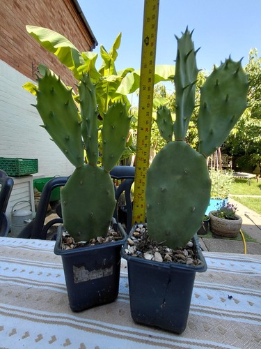 Prickly pear cactus - pear,