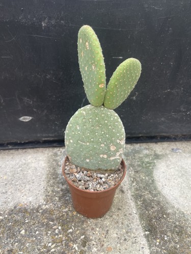 Opuntia inermis cactus - opuntia,