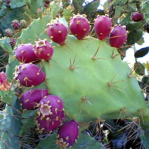 Grow your own fruit - grow,