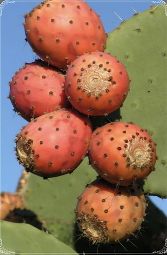 Barbary fig opuntia - fig,,