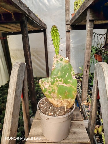 Opuntia gomei old mexico - 'old, mexico'