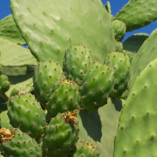 Prickly pear pads - pear,