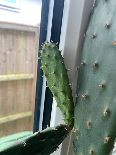 Prickly pear pad unrooted - pear, pad,