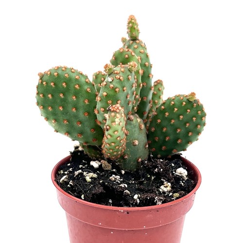Dwarf opuntia rufida minor - dwarf,