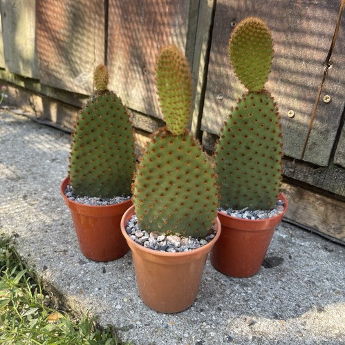 Opuntia microdasys rufida - opuntia,
