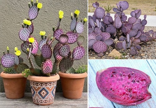 Purple prickly pear - prickly,
