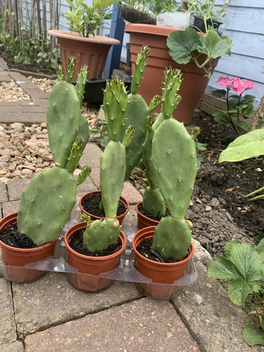 Pear cactus plant 11 inches - 9-11,
