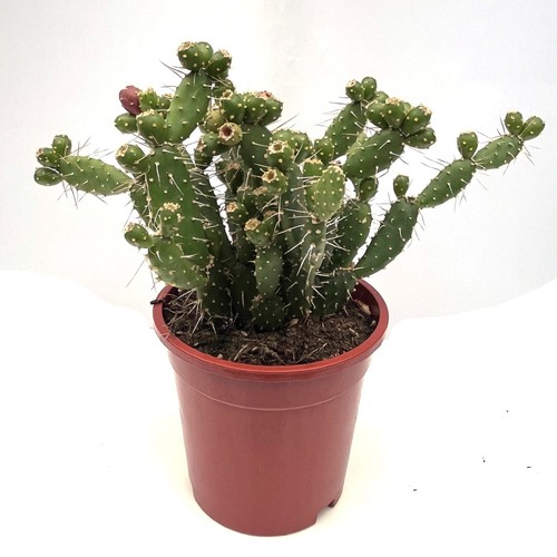 Pad unrooted cuttings - x,