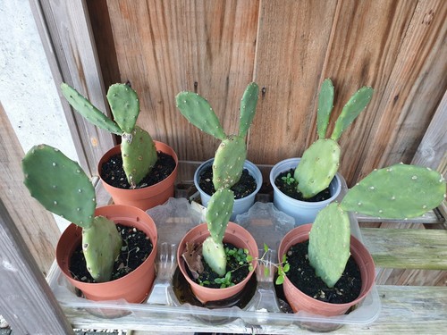 Pear cactus plant inches 1 - cactus,