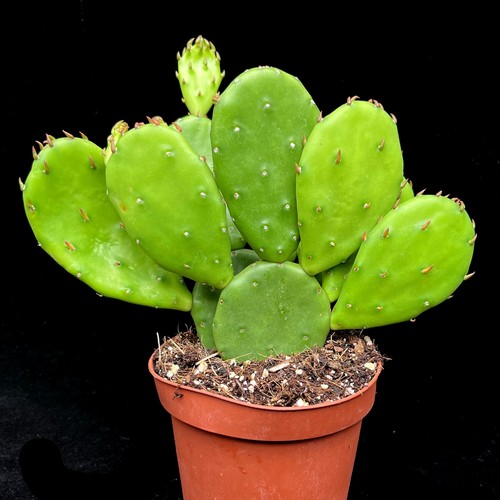 Opuntia humifusa prickly pear - opuntia,