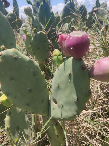Cactus seeds prickly - prickly, pear
