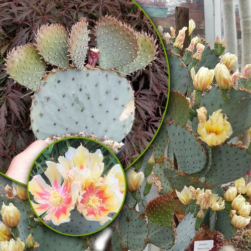 Opuntia santa rita cactus - rita,