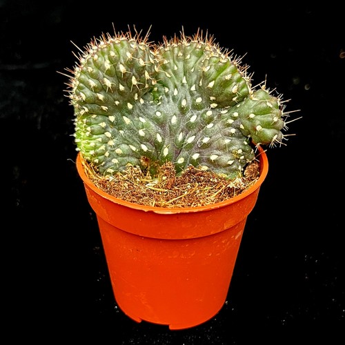 Opuntia fulgida cristata - opuntia,