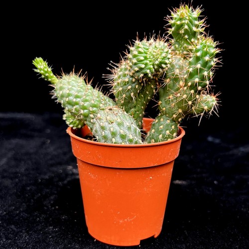 Opuntia fulgida prickly pear - ,