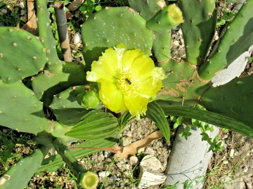 Prickly pear tuna young - prickly, a
