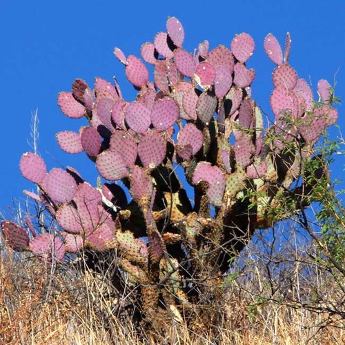 Opuntia santa rita 10 - 10, seeds